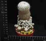 Epithelantha micromeris texensis Epithelantha micromeris texensis