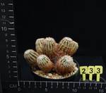 Echinocereus viridiflorus Echinocereus viridiflorus