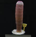 Echinocereus rigidissimus Echinocereus rigidissimus