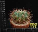 Ferocactus gracilis Ferocactus gracilis