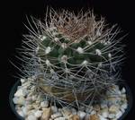 Gymnocalycium weissianum Gymnocalycium weissianum