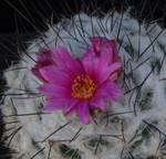 Gymnocactus viereckii Gymnocactus viereckii