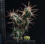 Grusonia invicta Grusonia invicta