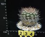 Gymnocalycium weissianum Gymnocalycium weissianum