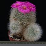 Krainzia guelzowiana Krainzia guelzowiana