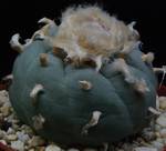 Lophophora fricii Lophophora fricii