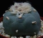 Lophophora williamsii Lophophora williamsii