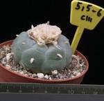 Lophophora williamsii-6 Lophophora williamsii-6