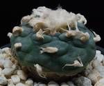 Lophophora jourdaniana Lophophora jourdaniana