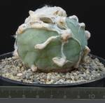 Lophophora difusa Lophophora difusa