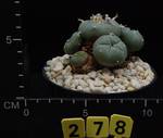 Lophophora pentagona Lophophora pentagona