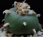 Lophophora williamsii v. texana Lophophora williamsii v. texana