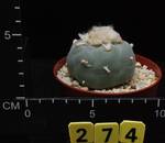 Lophophora williamsii Lophophora williamsii