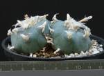 Lophophora fricii Lophophora fricii