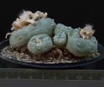 Lophophora fricii Lophophora fricii