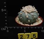 Lophophora fricii Lophophora fricii