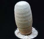 Mammillaria lanata Mammillaria lanata