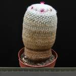 Mammillaria klissingiana Mammillaria klissingiana