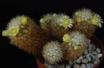 Mammillaria mieheana Mammillaria mieheana