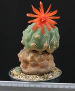 Submatucana madisoniorum Submatucana madisoniorum