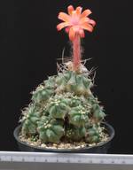 Submatucana paucicostata Submatucana paucicostata