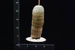 Mammillaria huitzilipochtli Mammillaria huitzilipochtli