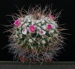 Mammillaria magnimamma Mammillaria magnimamma