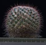 Mammillaria tesopacensis rubriflora