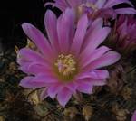 Mammillaria stampferi Mammillaria stampferi