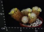 Mammillaria mieheana Mammillaria mieheana