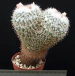 Mammillaria nejapensis Mammillaria nejapensis