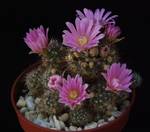 Mammillaria stampferi Mammillaria stampferi