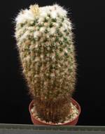 Mammillaria collinsii Mammillaria collinsii