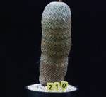 Mammillaria huitzilipochtli Mammillaria huitzilipochtli