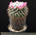 Mammillaria compressa Mammillaria compressa