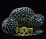Mammillaria voburnensis Mammillaria voburnensis