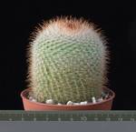 Parodia formosa Parodia formosa