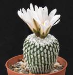 Pelecyphora pseudopectinata v. albiflora Pelecyphora pseudopectinata v. albiflora