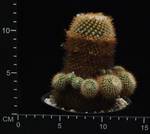 Parodia aureispina Parodia aureispina