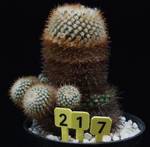 Parodia aureispina Parodia aureispina