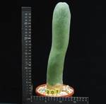 Trichocereus pachanoi monstruosus Trichocereus pachanoi monstruosus