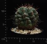 Thelocactus lloydii Thelocactus lloydii