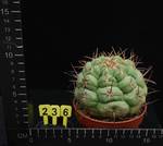 Thelocactus hexaedroporus durango Thelocactus hexaedroporus durango