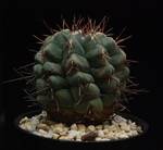 Thelocactus lloydii Thelocactus lloydii