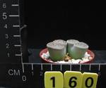 Lithops aucampiae v. kuruman Lithops aucampiae v. kuruman