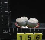 Lithops lesliei v. kimberley Lithops lesliei v. kimberley