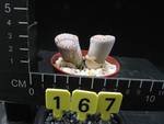 Lithops fullerii v. rouxii Lithops fullerii v. rouxii