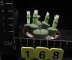 Lithops localis f. speckled Lithops localis f. speckled