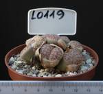 Lithops pseudotruncatella 8,5