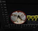 Lithops karasmontana opalina Lithops karasmontana opalina